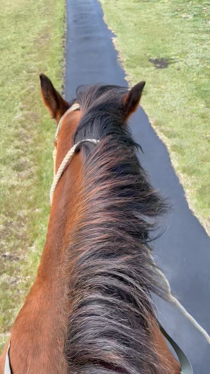 馬の鬣の写真